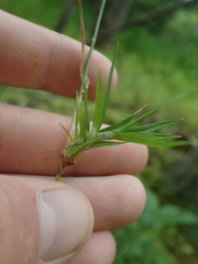 Scirpus georgianus