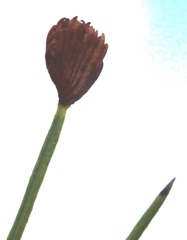 Schizaea