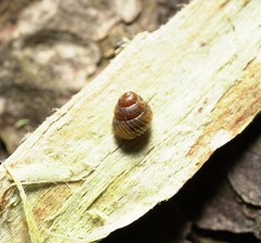 Zoogenetes harpa