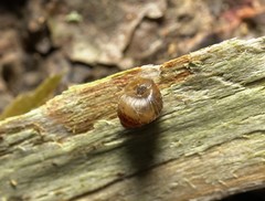 Zoogenetes harpa