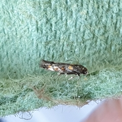 Mompha raschkiella