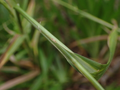 Scirpus georgianus