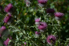 Cirsium edule