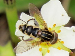 Anasimyia