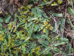 Euphorbia tuberosa