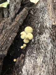 Fungi