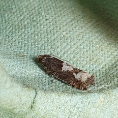 Epinotia trigonella