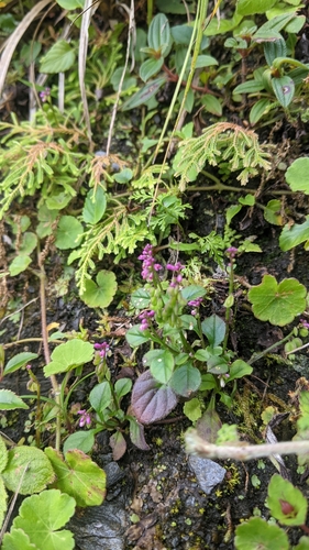 Image of Polygala tatarinowii by (c) Cheng-Te Hsu, some rights reserved (CC BY)