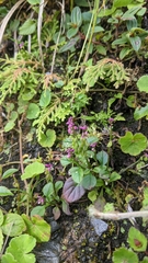 Polygala tatarinowii