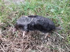 Aquitanian Mole photo 5