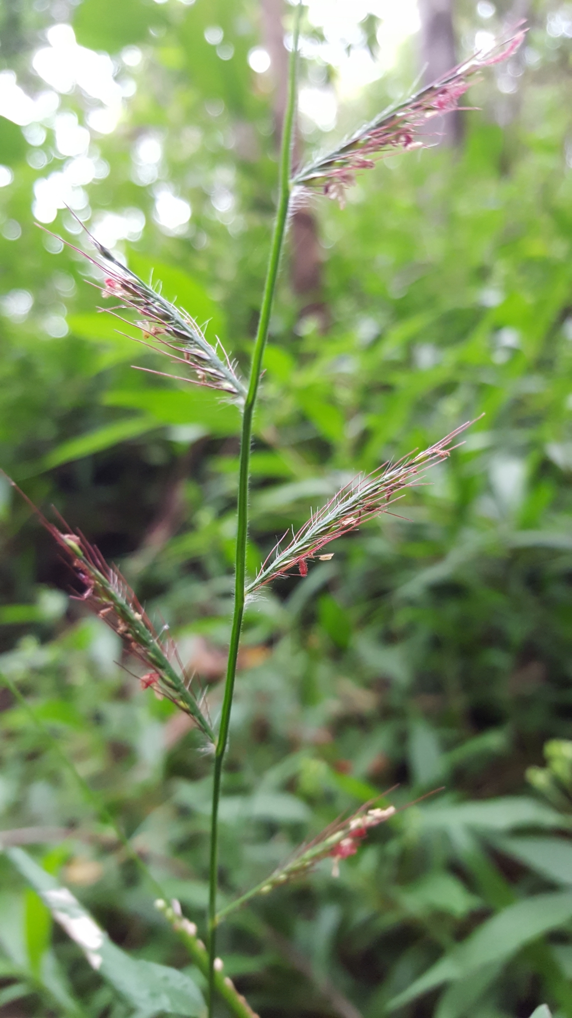 (c) François Rousseu, certains droits réservés (CC BY-NC) https://www.inaturalist.org/observations/91278816