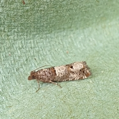 Notocelia incarnatana