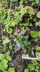 Polygala tatarinowii