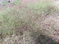 Galium tenuissimum