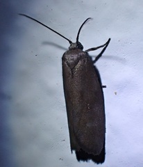 Urodus mirella