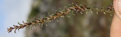 Myrovernix glandulosus