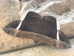 Hemeroblemma mexicana