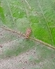 Ectopsocidae