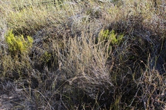 Myrovernix glandulosus