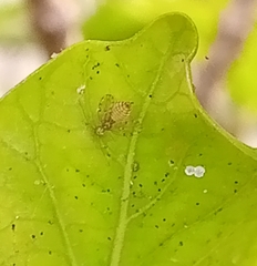 Ectopsocidae