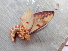 Citheronia hamifera