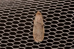 Lambula pleuroptycha