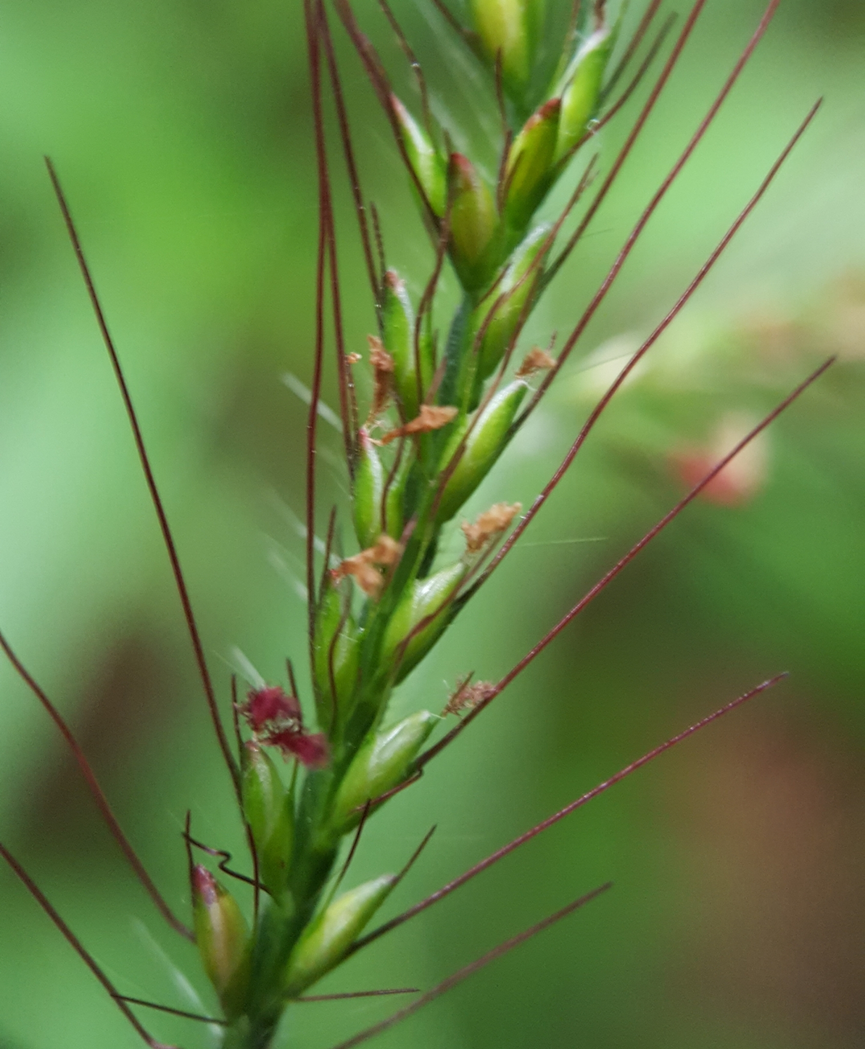 (c) François Rousseu, certains droits réservés (CC BY-NC) https://www.inaturalist.org/observations/91278816