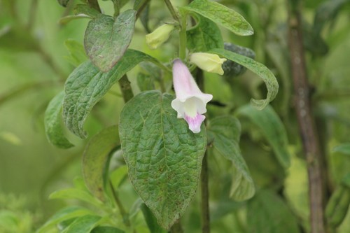 Sesamum indicum