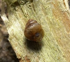 Zoogenetes harpa