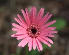Gerbera jamesonii