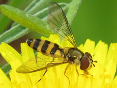 Meliscaeva cinctella image