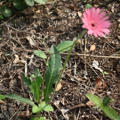Gerbera jamesonii