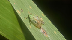 Catullia vittata