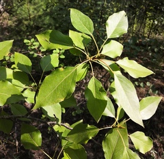 Populus laurifolia