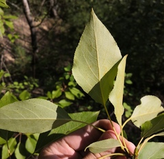 Populus laurifolia