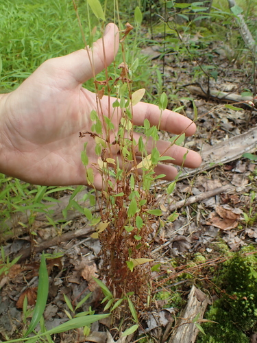 Persicaria sagittata iNat (1)