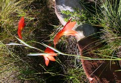 Gladiolus priorii