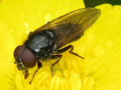 Cheilosia albitarsis