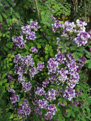 Carmichaelia odorata