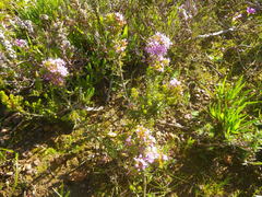 Agathosma ciliaris
