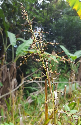 Scleria gaertneri