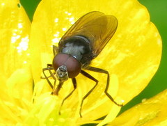 Cheilosia albitarsis