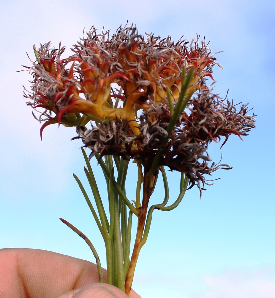 Piketberg Spiderhead