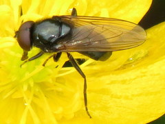 Cheilosia albitarsis