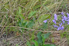 Limonium tomentellum