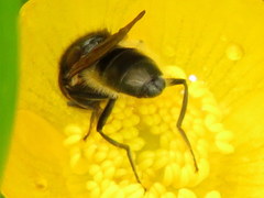 Cheilosia albitarsis