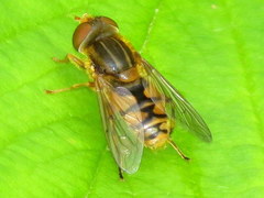 Parhelophilus laetus