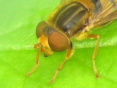 Parhelophilus laetus