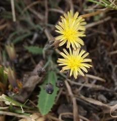 Launaea rarifolia rarifolia