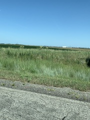 Arnoglossum reniforme